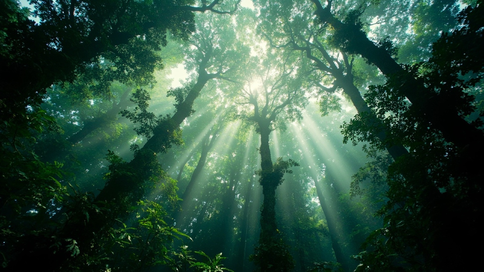 Sunlight through a Philippine rainforest canopy